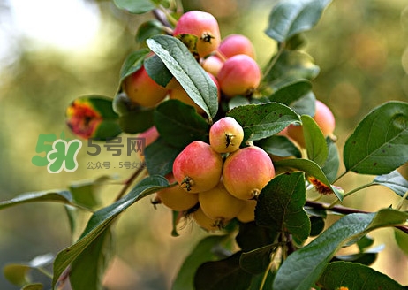 海棠果好吃嗎？海棠果怎么吃好吃