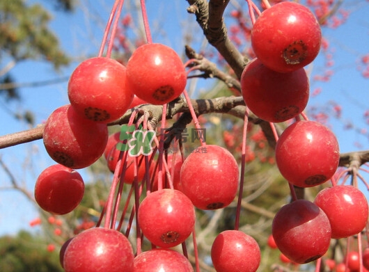 海棠果可以泡酒嗎？海棠果怎么做酒