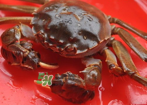 大閘蟹可以帶上高鐵嗎？坐高鐵可以帶大閘蟹嗎？