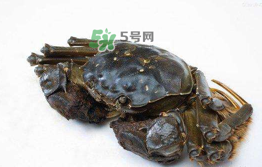 大閘蟹能活多久？大閘蟹可以活多久？