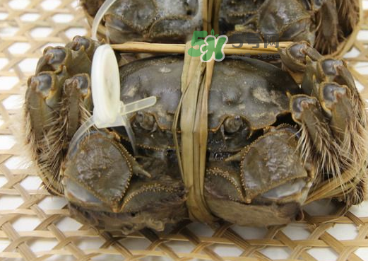 大閘蟹能活多久？大閘蟹可以活多久？