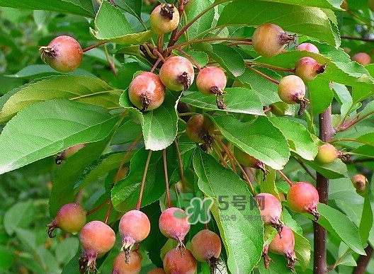 海棠果有什么功效？海棠果有什么作用