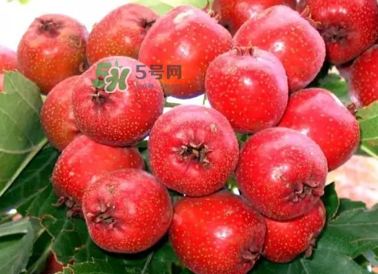 海棠果是山楂嗎？海棠果和山楂的區(qū)別