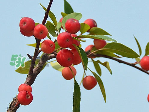 海棠果是不是小蘋果？海棠果和小蘋果的區(qū)別