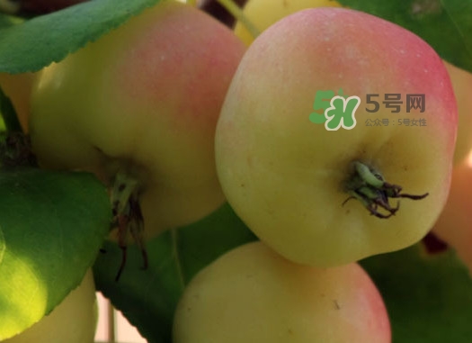 海棠果有什么功效？海棠果有什么作用