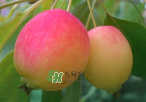 海棠果是不是小蘋果？海棠果和小蘋果的區(qū)別