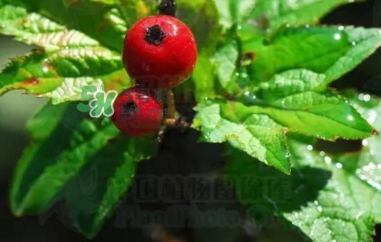 海棠果是山楂嗎？海棠果和山楂的區(qū)別