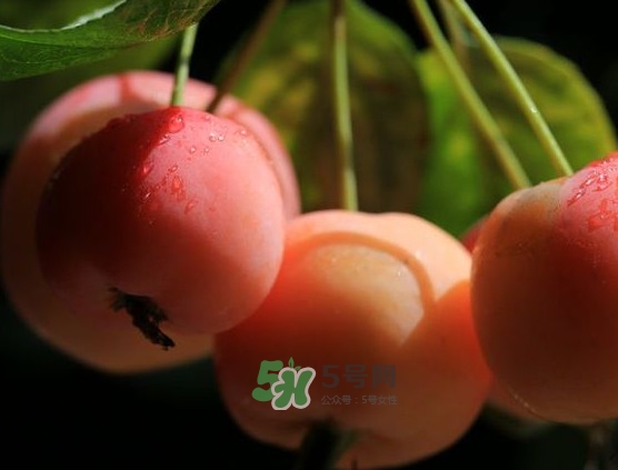 海棠果什么時候成熟？海棠果幾月份成熟