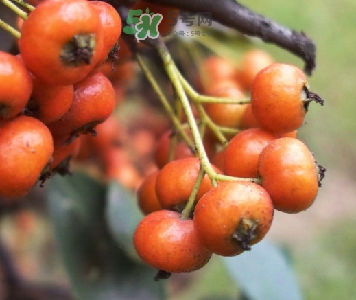 海棠果能減肥嗎？海棠果可以減肥嗎