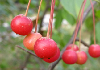 海棠果是山楂嗎？海棠果和山楂的區(qū)別