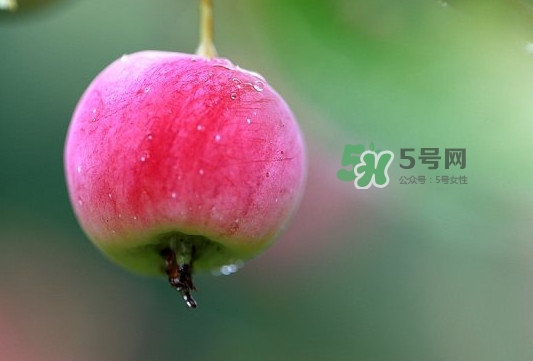 海棠果有什么功效？海棠果有什么作用