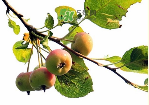 海棠果是不是小蘋果？海棠果和小蘋果的區(qū)別