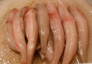 龍頭魚有刺嗎？龍頭魚有魚鱗嗎