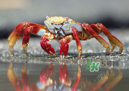 海螃蟹什么時(shí)候最肥？海螃蟹什么季節(jié)最好吃？