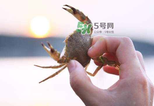 海螃蟹能冷凍保存嗎？海螃蟹放冰箱冷凍嗎？