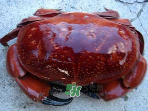 面包蟹可以直接蒸嗎？清蒸面包蟹怎么做？