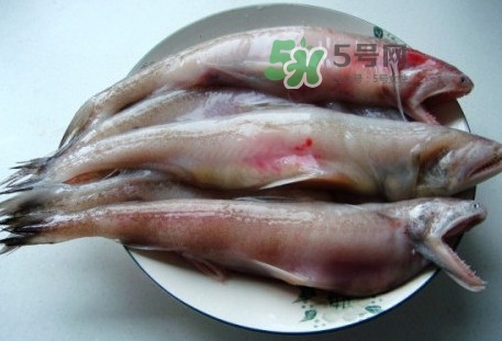 龍頭魚是什么魚？龍頭魚多少錢一斤？