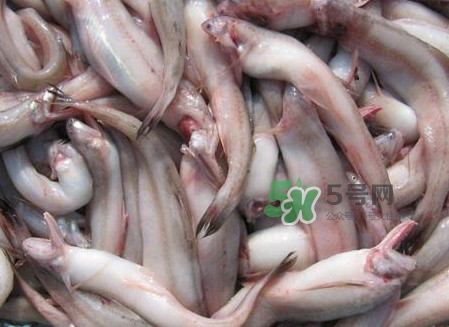 龍頭魚可以冷凍嗎？龍頭魚怎么保存
