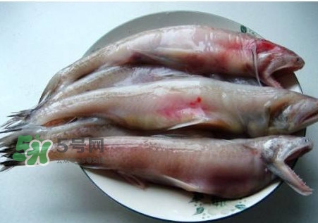 龍頭魚可以冷凍嗎？龍頭魚怎么保存