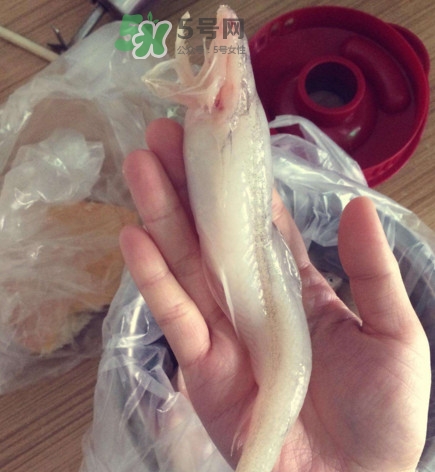 買龍頭魚怎么挑選？冰凍龍頭魚怎么去內(nèi)臟