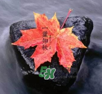 立秋后是不是早晚天氣涼？立秋后天氣有什么變化？