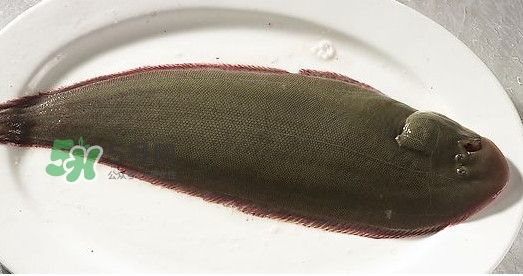 龍利魚多少錢一斤？龍利魚是什么魚