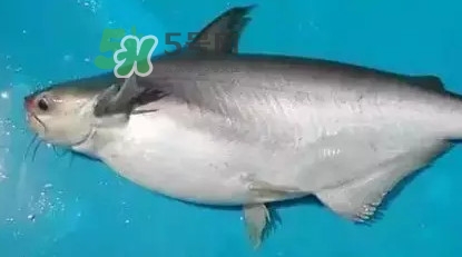 龍利魚怎么挑選？龍利魚與越南巴沙魚的區(qū)別