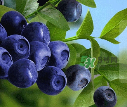 blackmores澳佳寶藍莓護眼片多少錢_好吃嗎 blackmores澳佳寶藍莓護眼片多少錢_好吃嗎