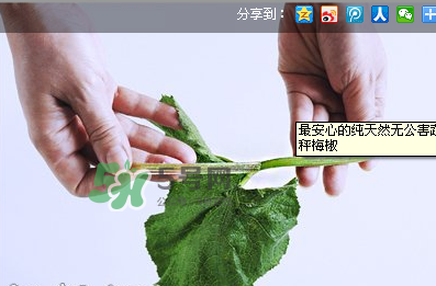 南瓜苗怎么做好吃？南瓜苗怎么撕？