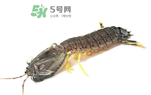 蝦蛄蝦殼怎么剝才好？蝦蛄怎么清洗