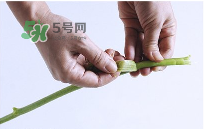 南瓜苗怎么做好吃？南瓜苗怎么撕？