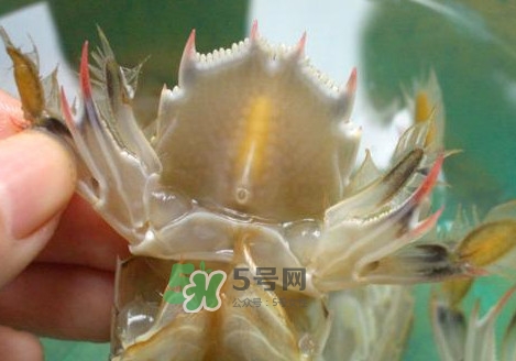 蝦蛄怎么吃？蝦蛄怎么做好吃？