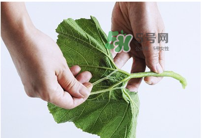 南瓜苗怎么做好吃？南瓜苗怎么撕？