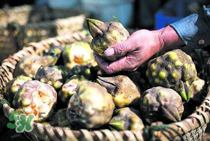 雞頭米可以生吃嗎？雞頭米能生吃嗎