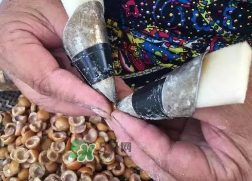 雞頭米可以生吃嗎？雞頭米能生吃嗎