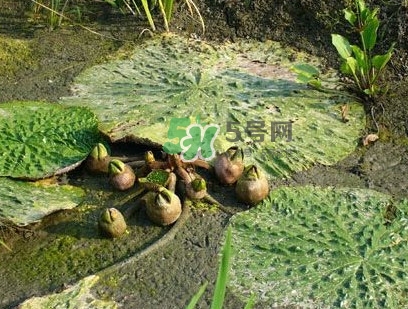 雞頭米怎么種植？雞頭米怎么保存