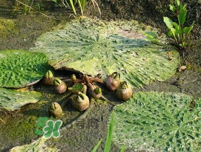 雞頭米什么時(shí)候上市？雞頭米什么時(shí)候最好吃