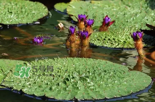 雞頭米為什么這么貴？雞頭米到底哪里像雞頭