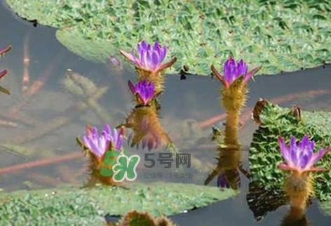 雞頭米怎么種植？雞頭米怎么保存