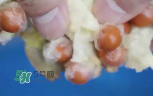 雞頭米是什么？雞頭米是芡實嗎