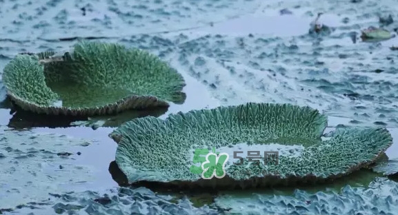 雞頭米是什么？雞頭米是芡實(shí)嗎