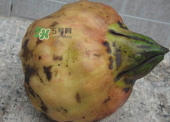 雞頭米是涼性的嗎？雞頭米是哪里的特產(chǎn)