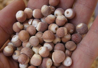 雞頭米有什么營(yíng)養(yǎng)價(jià)值？雞頭米的功效與作用