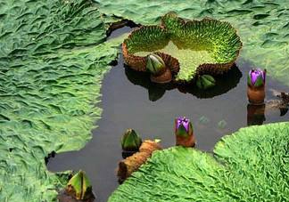 雞頭米為什么這么貴？雞頭米到底哪里像雞頭