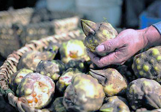 雞頭米是涼性的嗎？雞頭米是哪里的特產(chǎn)