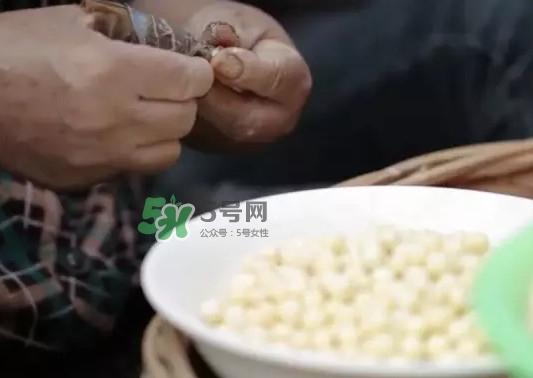 雞頭米是什么？雞頭米是芡實嗎