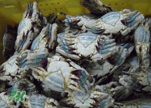 梭子蟹放冷藏能活多久？梭子蟹放冷凍保存多久？