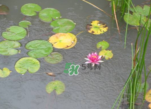 2017處暑會下雨嗎？處暑會下雨好嗎？