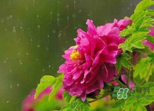 2017處暑會下雨嗎？處暑會下雨好嗎？