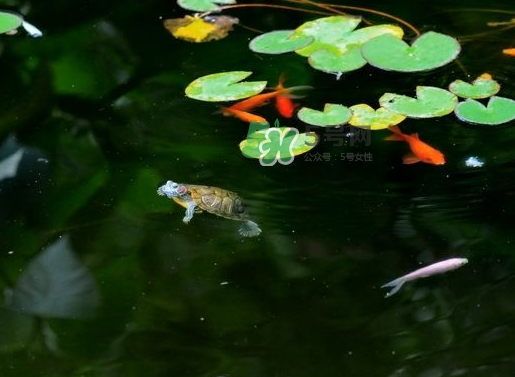 2017處暑還熱嗎？2017處暑后天氣還熱嗎？